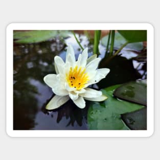 Little water lily Sticker